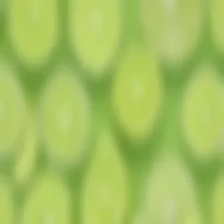 lime green background