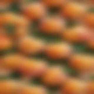 peach background wallpaper