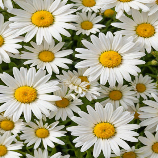 wallpaper daisy flower