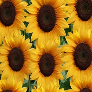 sunflowers png