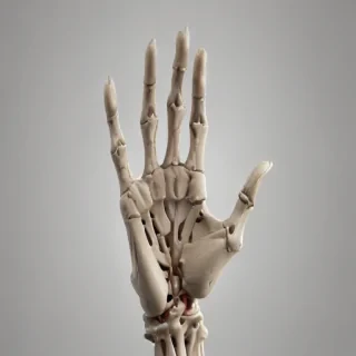 skeleton hand png