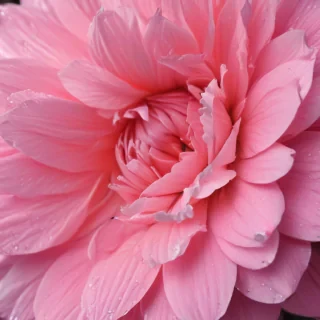pink iphone wallpaper hd