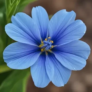 blue flower