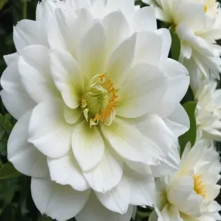 white flower wallpaper