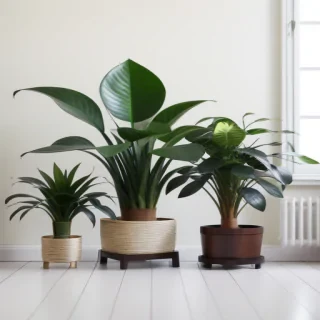 house plants png