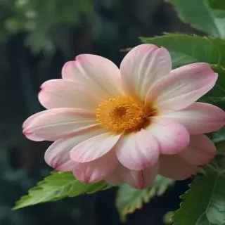 iphone flower nature wallpaper