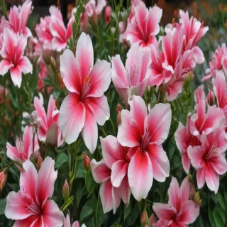 flores png