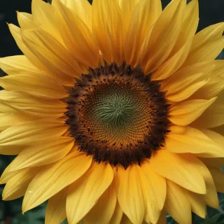 aesthetic sunflower
