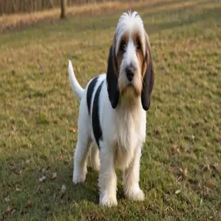 petit basset griffon vendeen