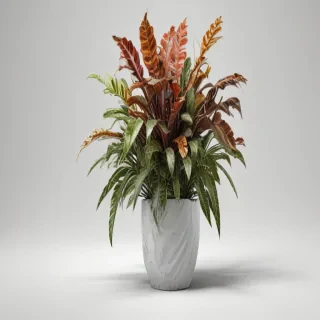 house plant png