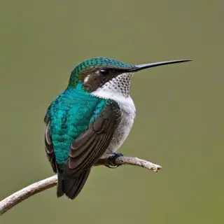 bee hummingbird