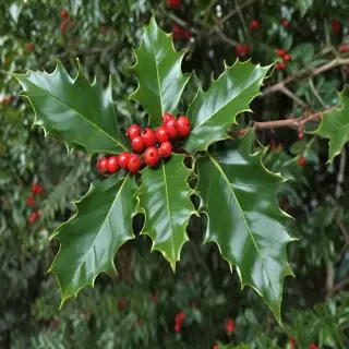 holly picture