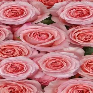 roses backgrounds