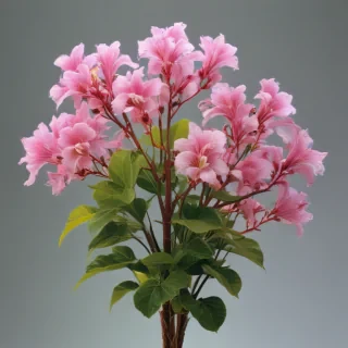 plant transparent