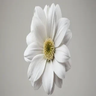 white flower png