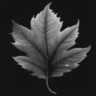 leaf clip art black and white