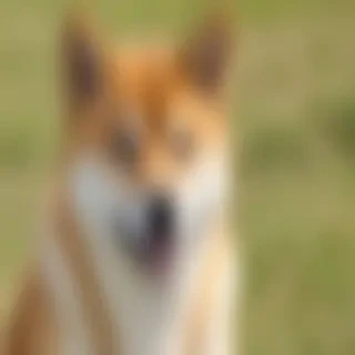 shiba dog
