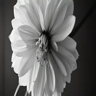 flower images black and white