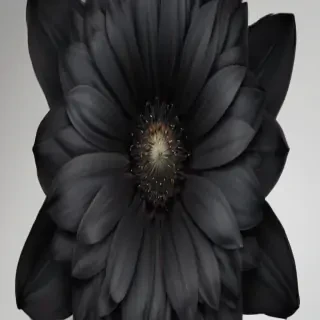 black flower png