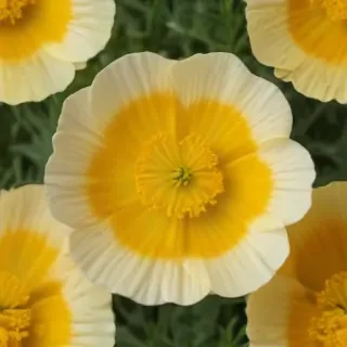 buttercup flower