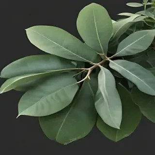 eucalyptus clipart black and white