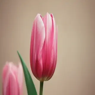 tulip iphone wallpaper