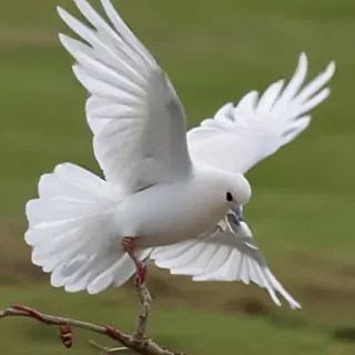 png dove