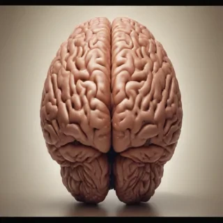 brain pictures drawing