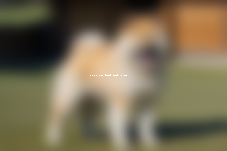 akita chow dog breed