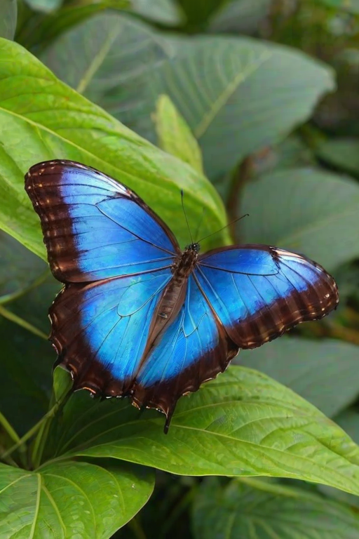 blue morpho butterfly