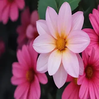 iphone flower wallpaper