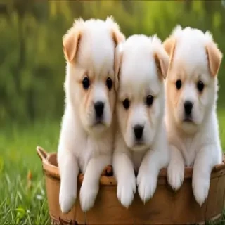 puppies wallpapers