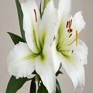 lily flower png