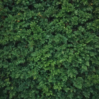 greenery iphone background