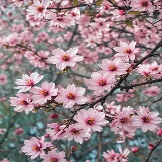spring iphone wallpaper