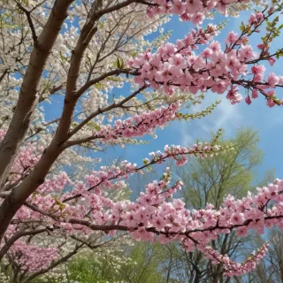 spring iphone