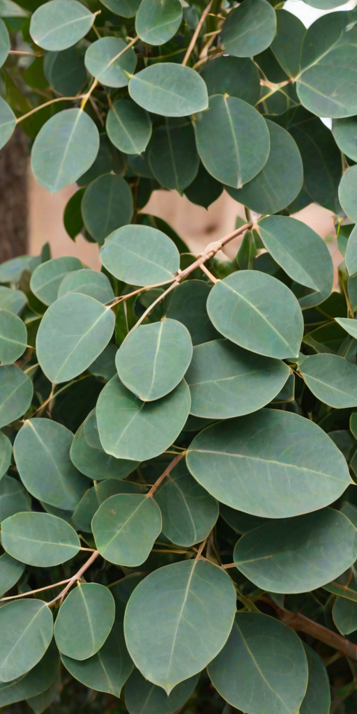 transparent eucalyptus clipart