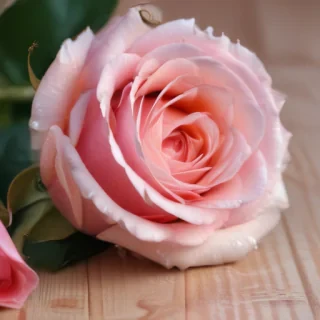 full screen rose wallpaper hd