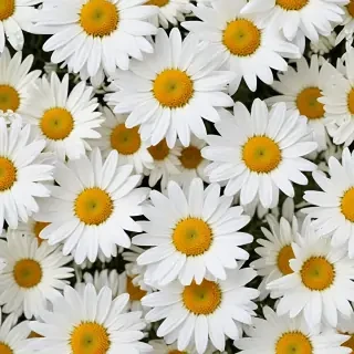 daisy wallpaper for desktop