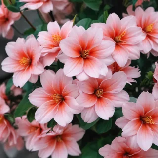 flower aesthetic wallpapers
