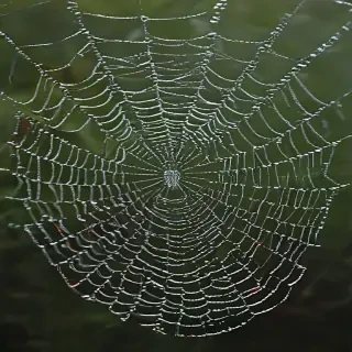 spiderweb