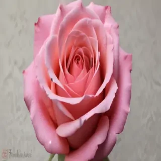 rose outline