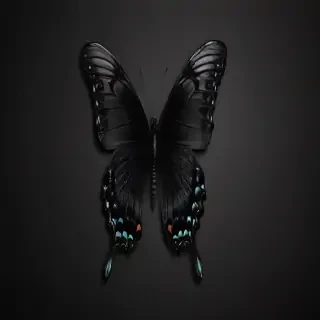 black butterfly wallpaper