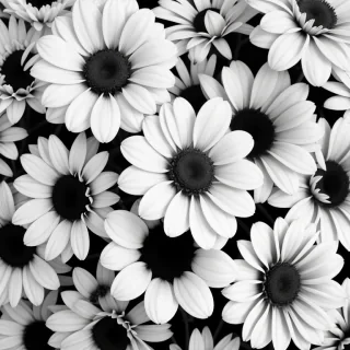 black and white flower background