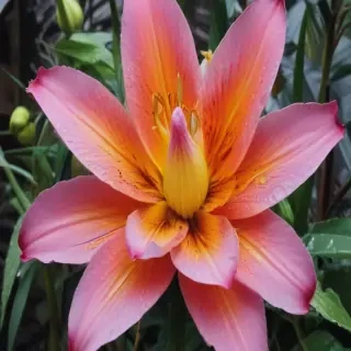 flower drawing with color