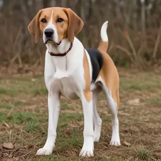 american lab foxhound
