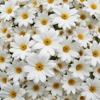 flower background white