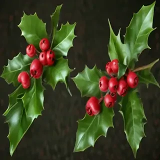 images of holly