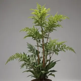 plant no background
