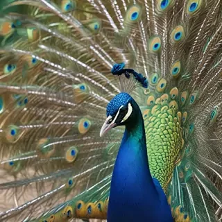 peacock png